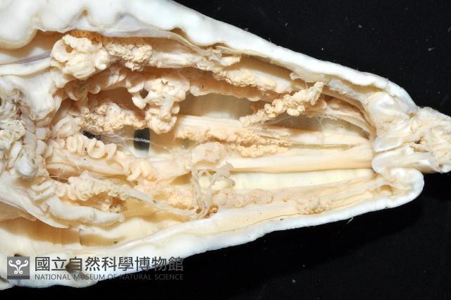 未知種海葵(海葵目)藏品圖，第3張