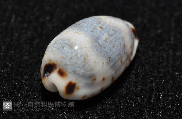 瘦熊寶螺藏品圖，第3張