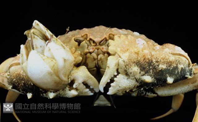 短刺筐形蟹藏品圖，第3張