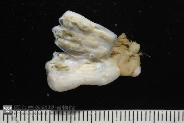 未知種海鞘藏品圖，第3張