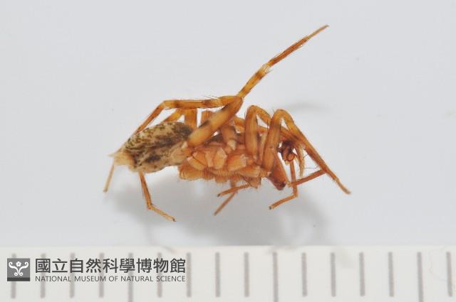 雙叉隙蛛藏品圖，第3張