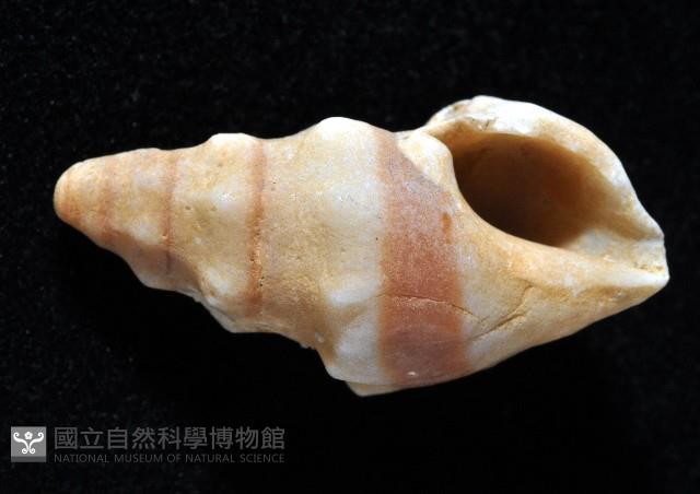 登錄號:007327-00025藏品圖，第3張