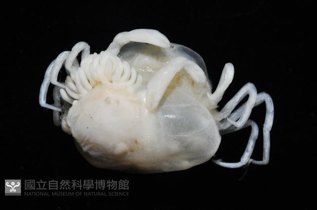 中華淺鰓虱藏品圖，第3張