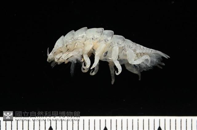 未知種縮頭水虱藏品圖，第3張
