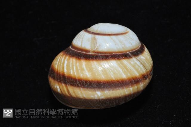 黑白光澤蝸牛藏品圖，第3張
