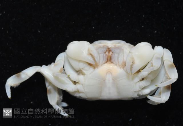 白假方蟹藏品圖，第3張