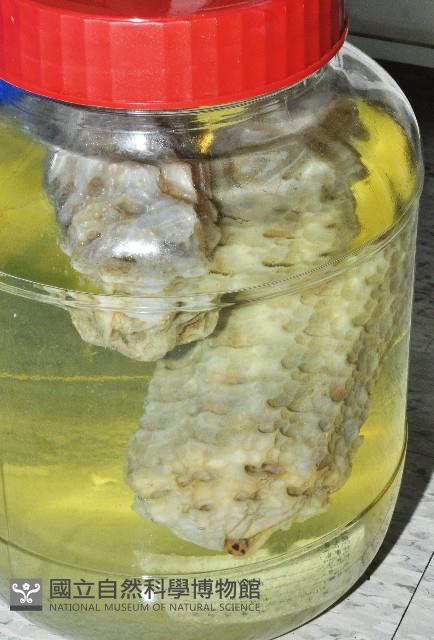 椰子螺藏品圖，第3張