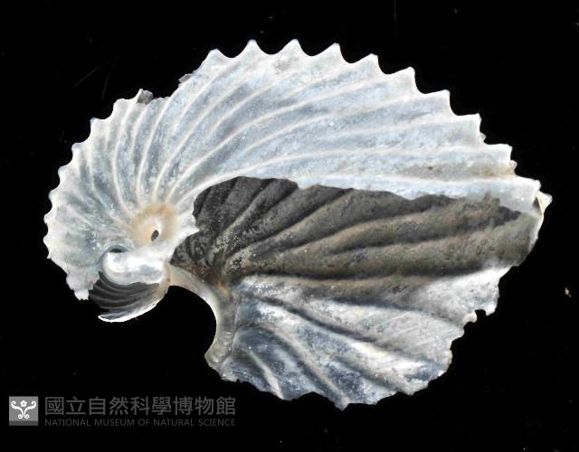 扁船蛸藏品圖，第3張