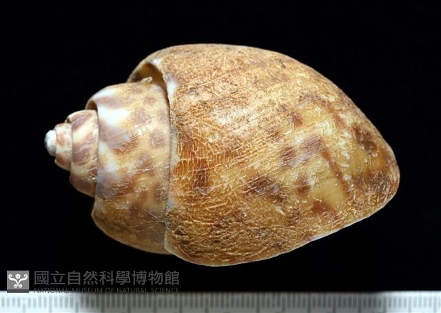 阿拉伯鳳螺藏品圖，第3張