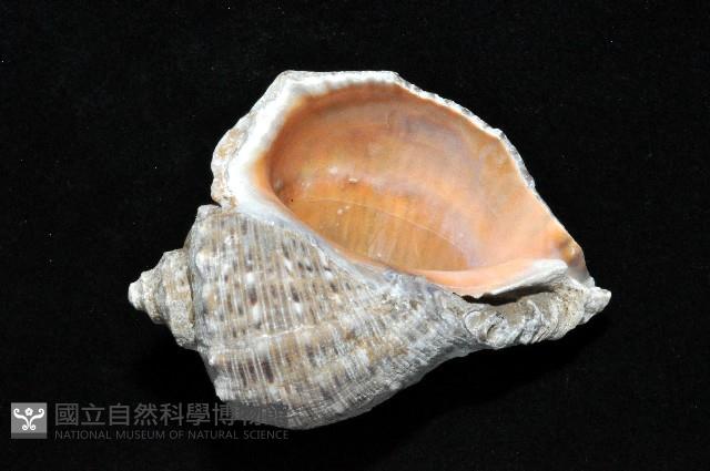 紅皺岩螺藏品圖，第3張