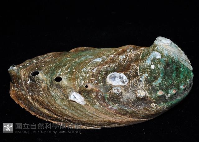 堪察加鮑螺藏品圖，第3張