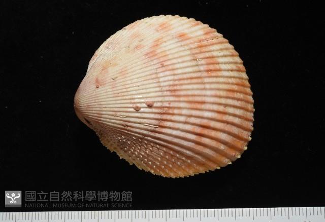 登錄號:007819-00095藏品圖，第3張