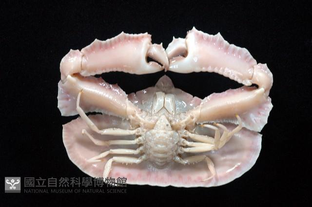 環狀(圓拱)隱足蟹藏品圖，第3張