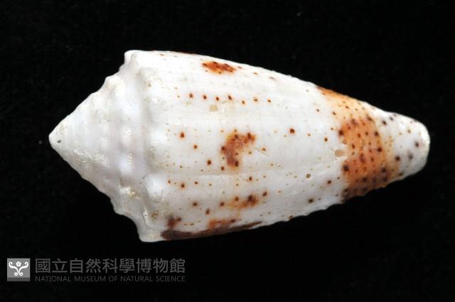 雲朵芋螺藏品圖，第3張