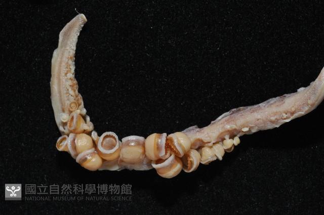 飛魷(鳥魷魚)藏品圖，第3張