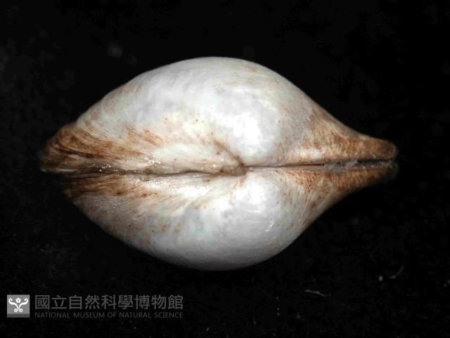 未知種杓蛤藏品圖，第3張