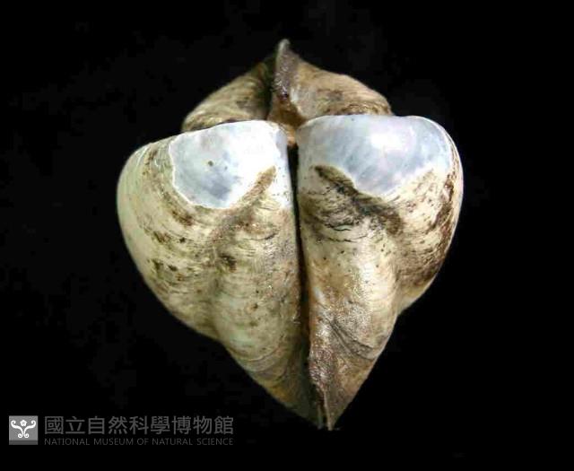 日本圈心蛤(暫譯)藏品圖，第3張