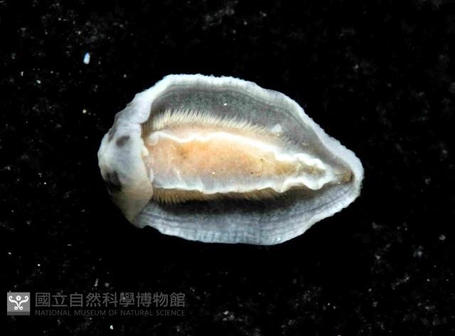 縱紋葉海蛞蝓藏品圖，第3張