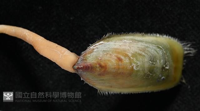 亞氏海豆芽藏品圖，第3張
