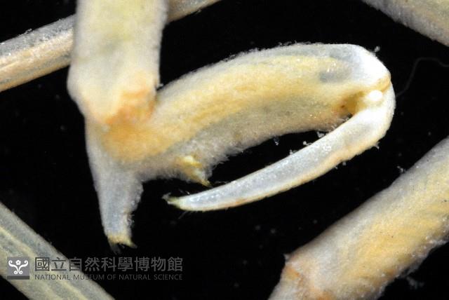 封口曼人面蟹藏品圖，第3張