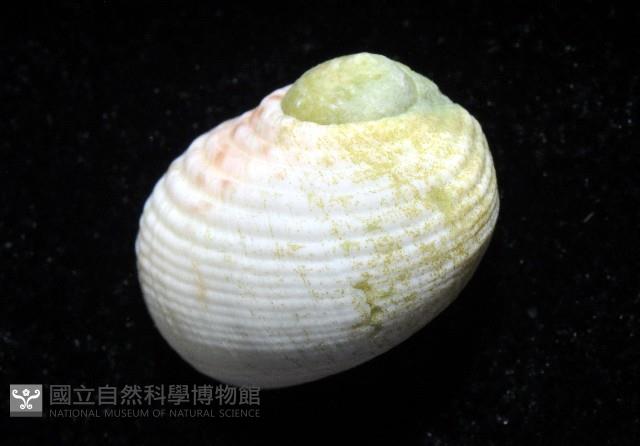 白肋蜑螺藏品圖，第3張