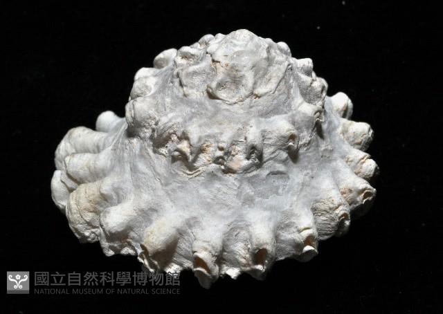 扶輪星螺藏品圖，第3張