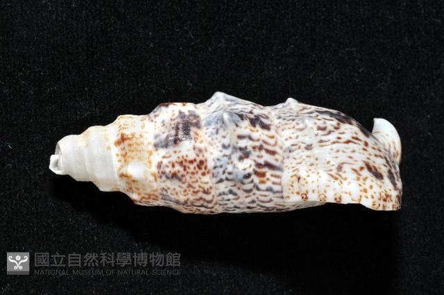 鴞蟹守螺藏品圖，第3張