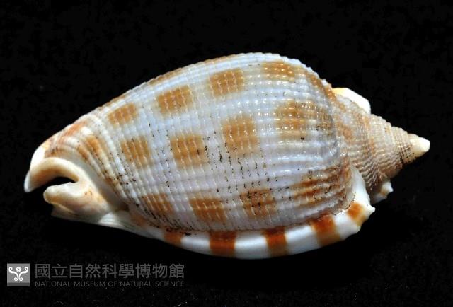 布紋鬘螺藏品圖，第3張