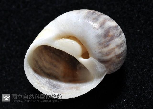小灰玉螺藏品圖，第3張