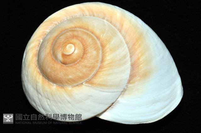大王鱉甲蝸牛藏品圖，第3張