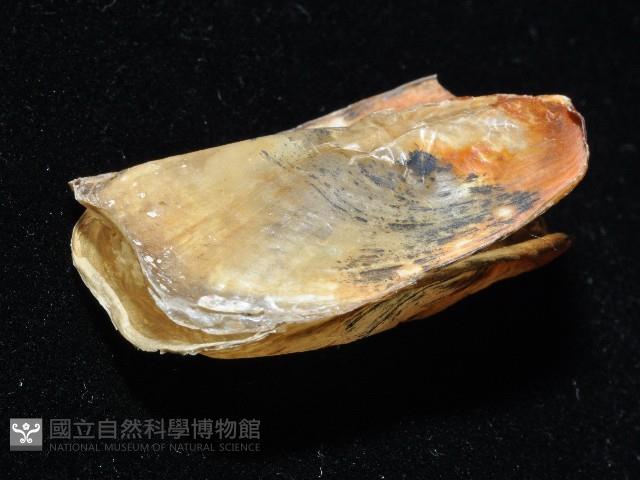 鴨嘴海豆芽藏品圖，第3張