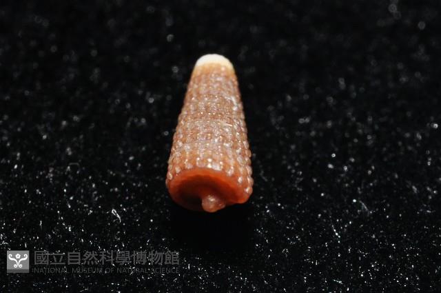 左錐螺之一種藏品圖，第3張