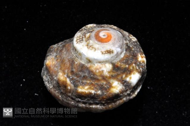 珠螺藏品圖，第3張