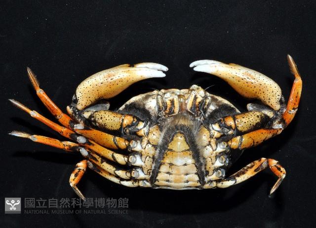 紅斑斗蟹藏品圖，第3張