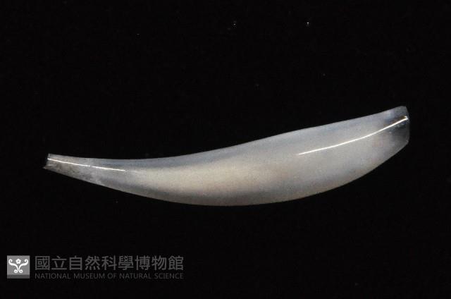 胖象牙貝藏品圖，第3張