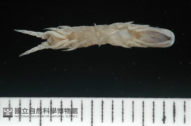 平尾棒鞭水虱藏品圖，第3張
