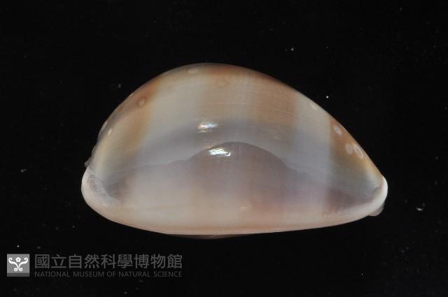 白星寶螺藏品圖，第3張