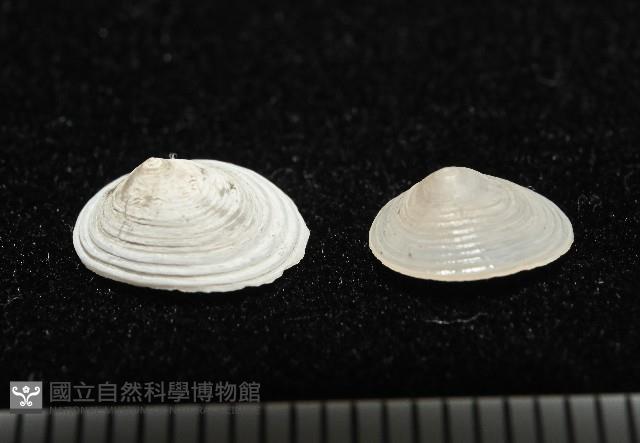 梳齒笠螺之一種藏品圖，第3張