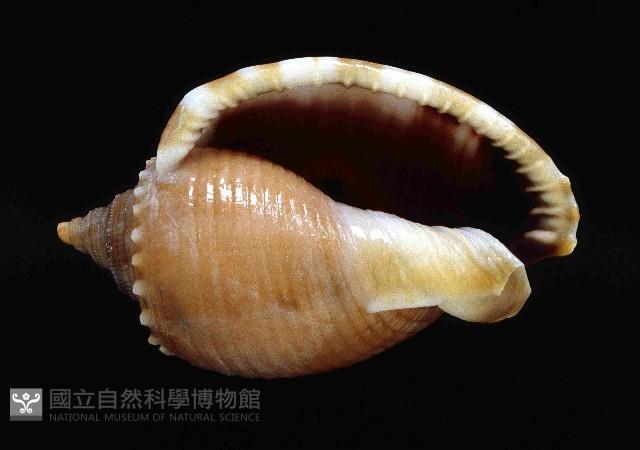灰鬘螺藏品圖，第3張