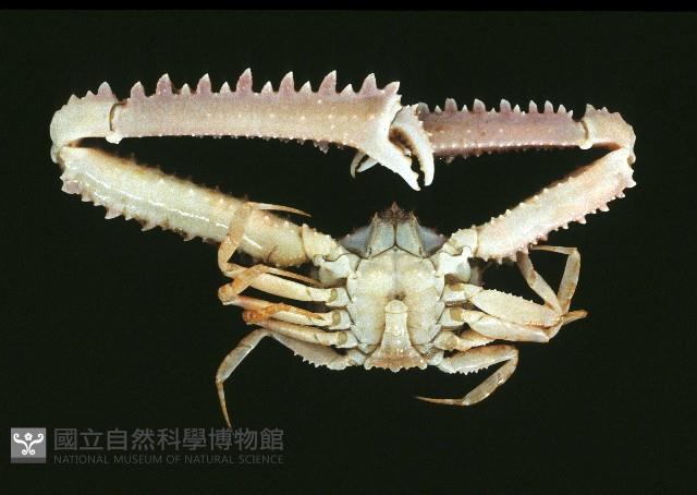 長手菱蟹藏品圖，第3張