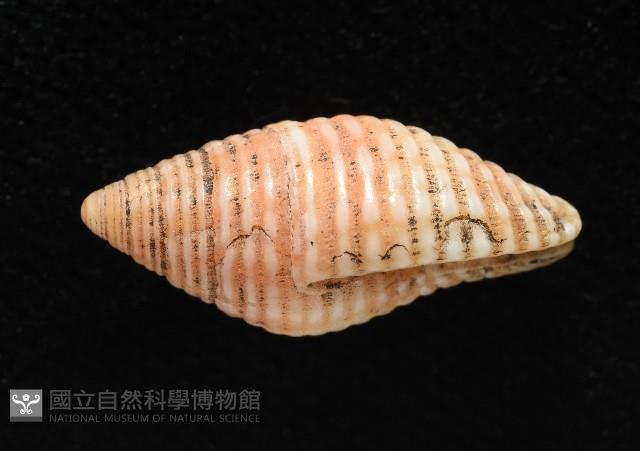 登錄號:007819-00116藏品圖，第3張