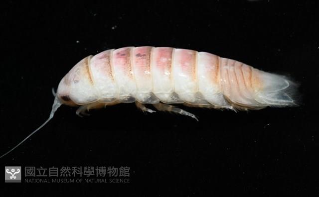未知種浪漂水虱藏品圖，第3張