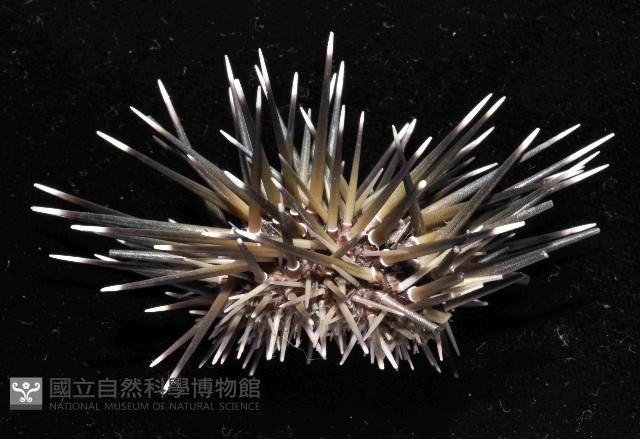 梅氏長海膽藏品圖，第3張
