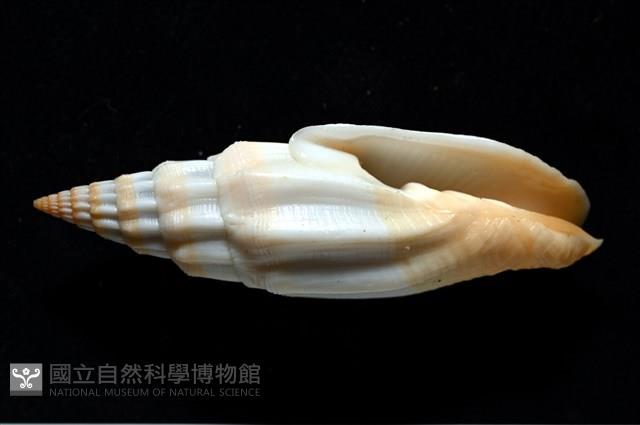 老鳥蛹筆螺藏品圖，第3張