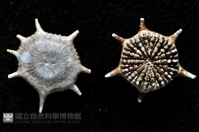 棘花葉珊瑚藏品圖，第3張