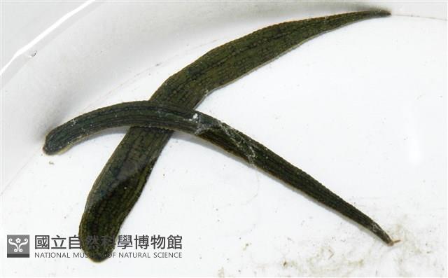 光潤金線蛭藏品圖，第3張