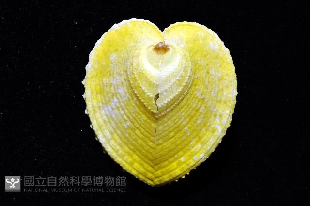雞心蛤藏品圖，第3張