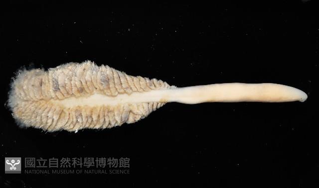 未知種棘海鰓藏品圖，第3張