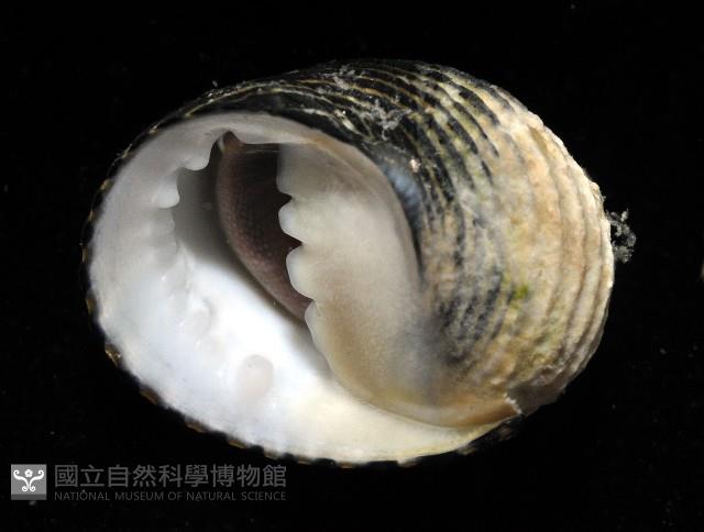 黑肋蜑螺藏品圖，第3張