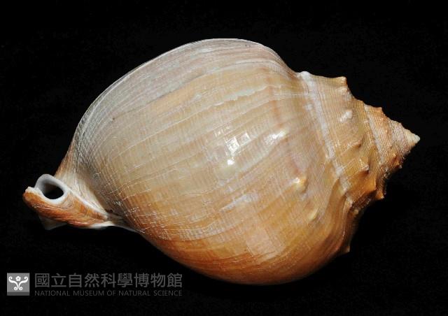 飴色鬘螺藏品圖，第3張